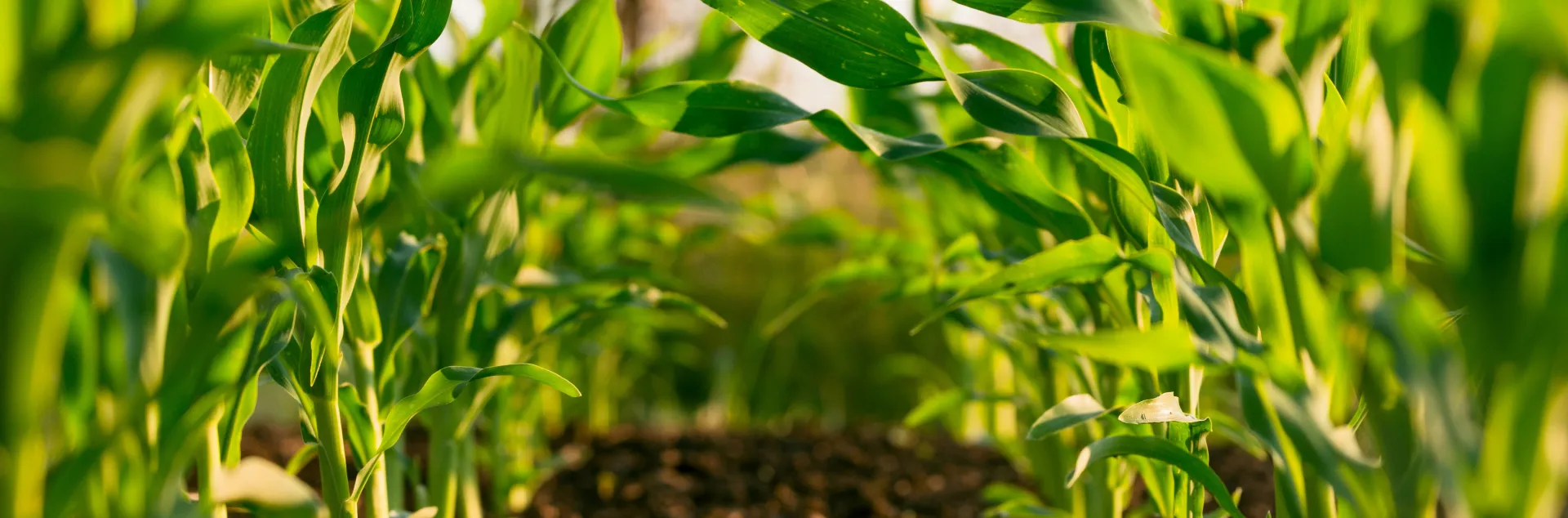 Crops growing in ground