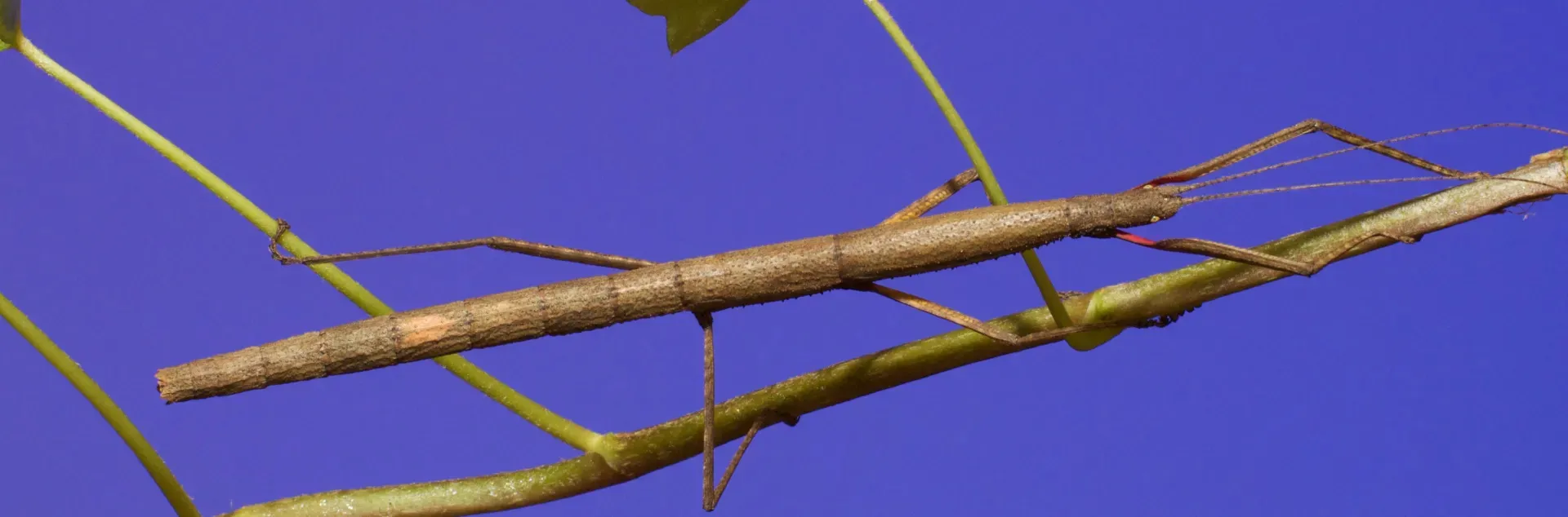 An Indian walking stick on a twig with blue sky in the background