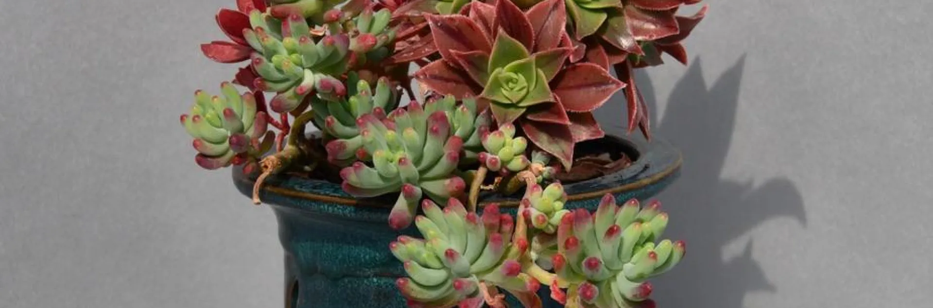 A small succulent arrangement in a blue pot, with reddish and green leaves.