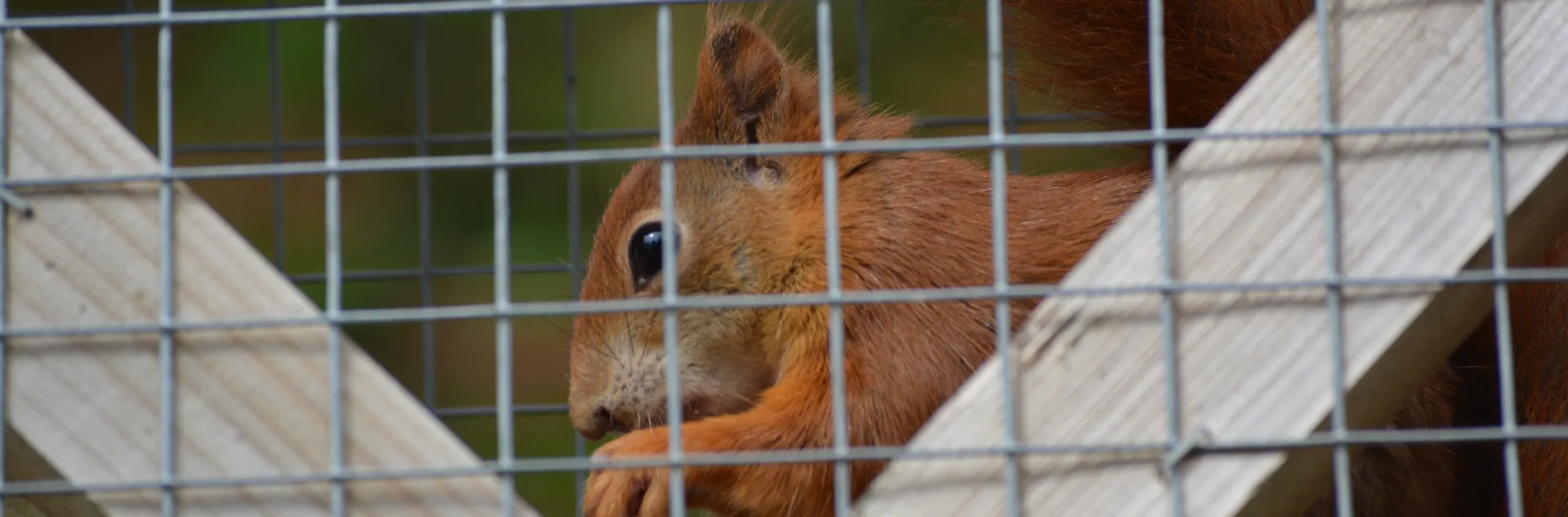 squirrel snacking against backdrop of hardware cloth