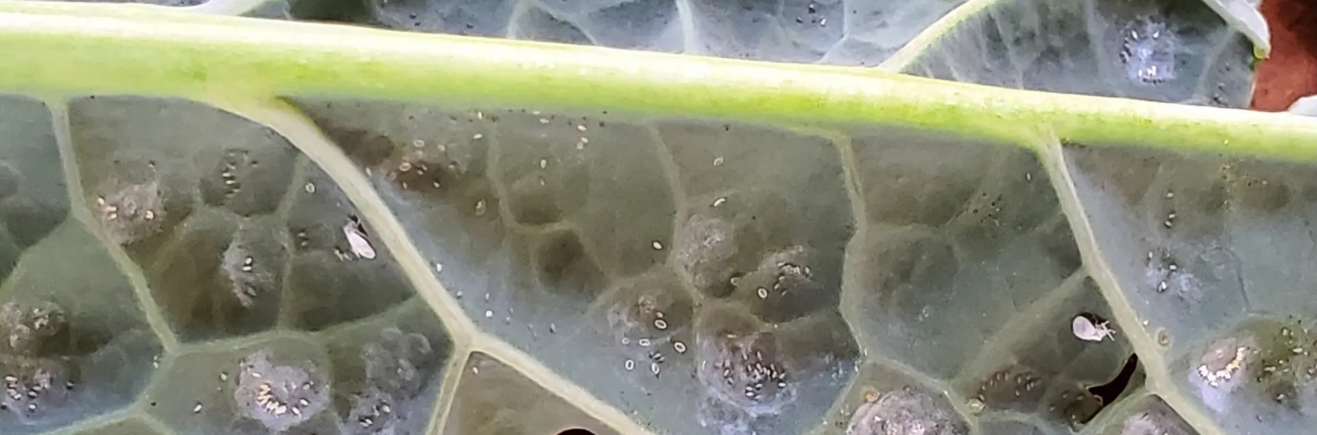 Whitefly on Kale