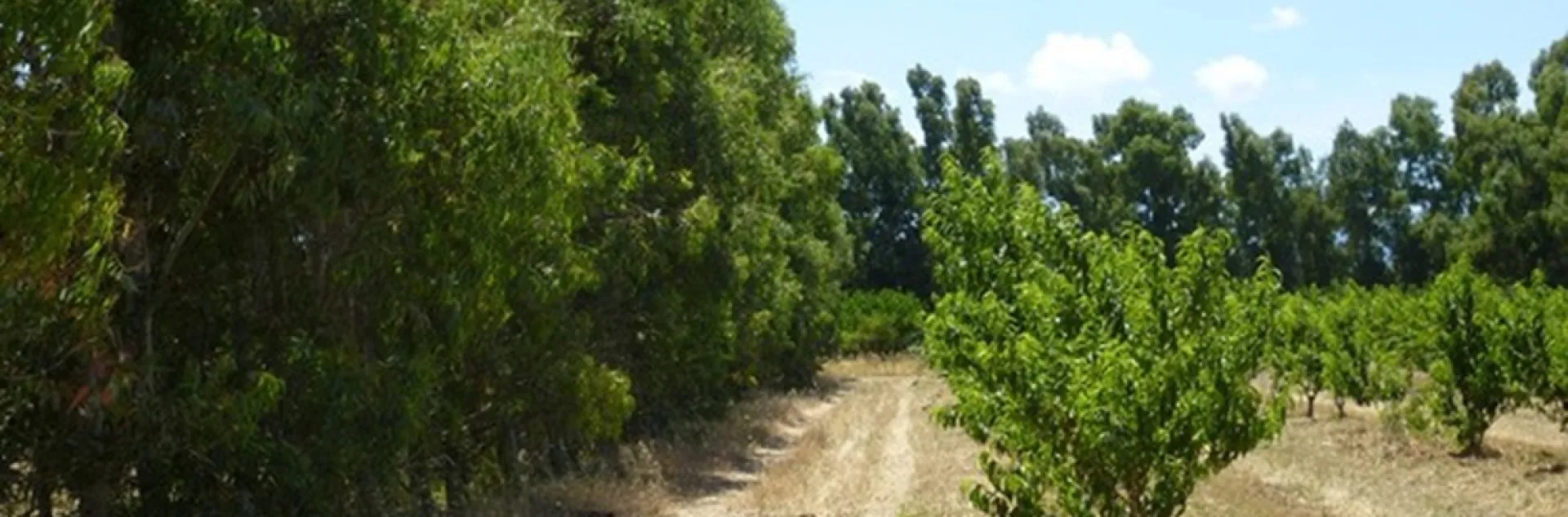 eucalyptus windbreak