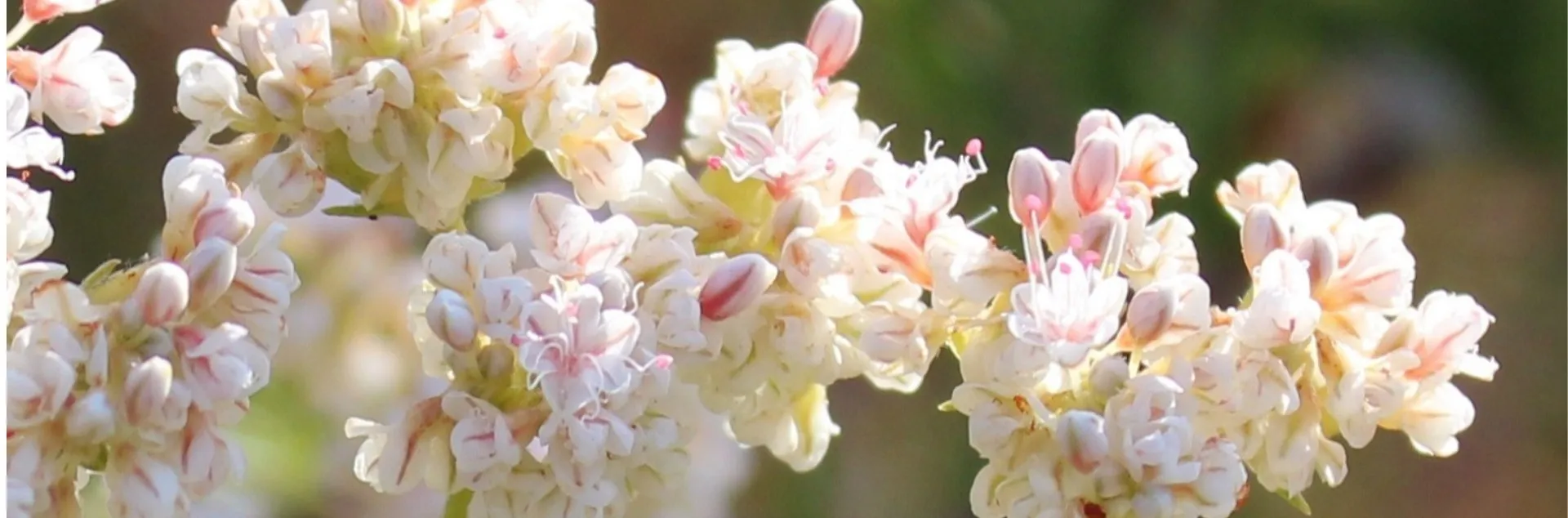 Drought tolerant gardens 
