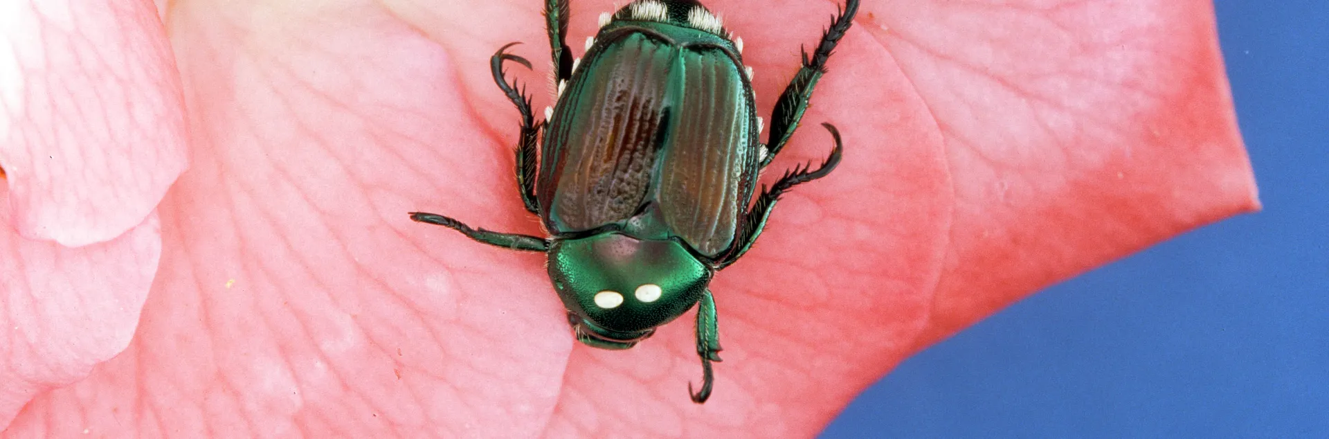 Adult japanese beetles, one with two macrotype parasite eggs of Hyperecteina aldrichi (Tachinidae) on its thorax