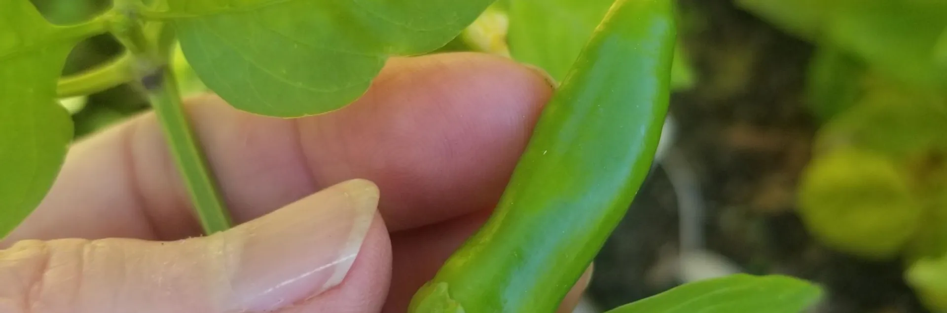 Hand holding a very small pepper attached to the plant.