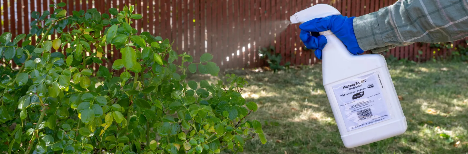 Hand and arm covered with glove and long sleeve spraying clear mist from a bottle onto a green shrub.