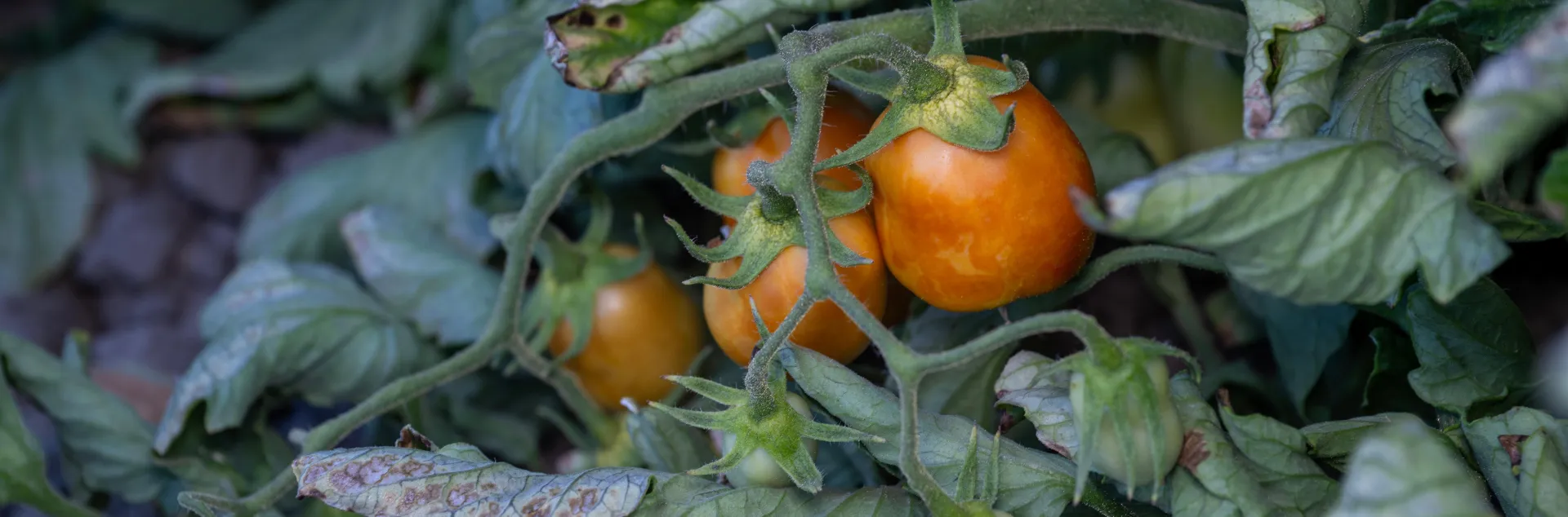 Ripe red tomatoes with rough uneven discolored surfaces next to a green tomato surrounded by browning green leaves near the ground. Copyright information is at the bottom