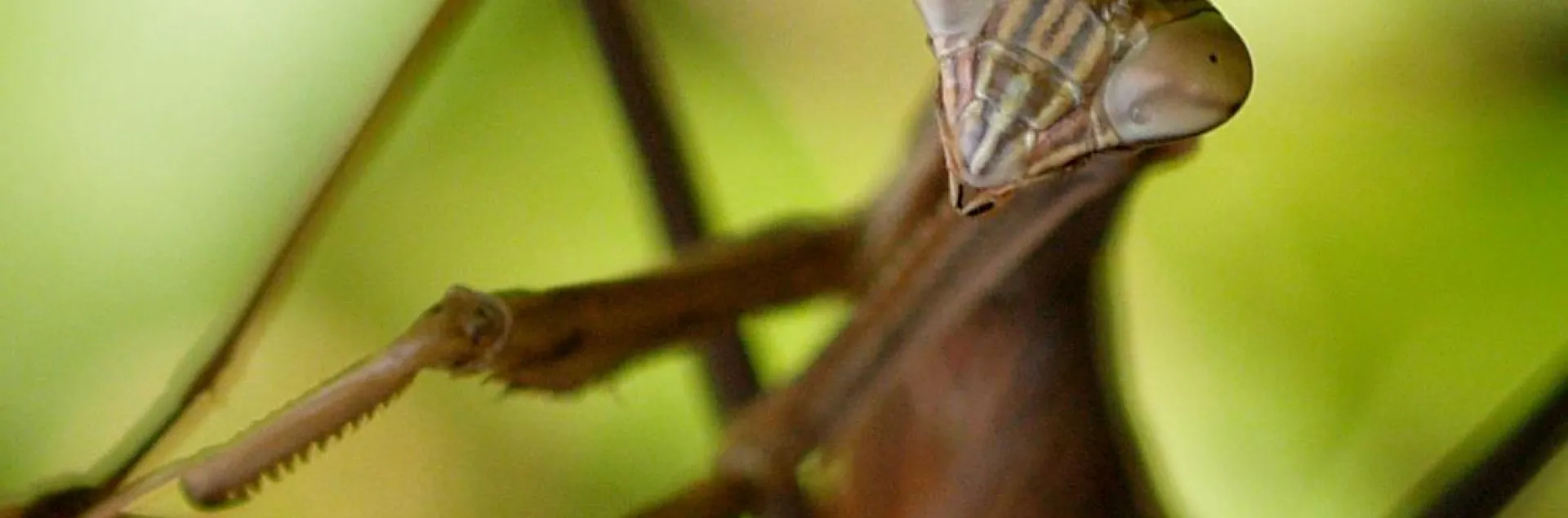 Close up photo of a preying mantic face