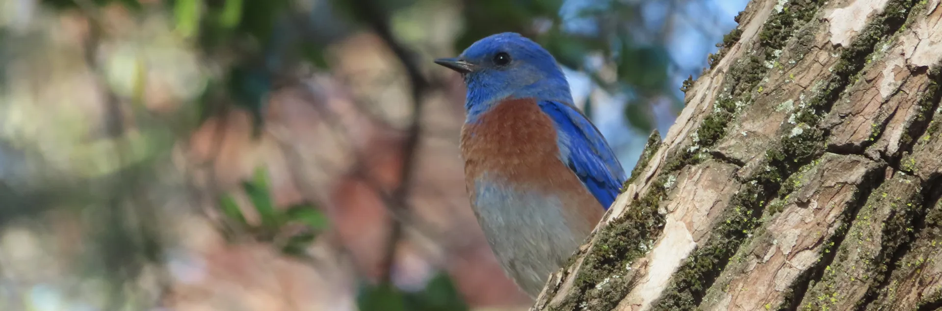 Western bluebird male. Janna Pauser