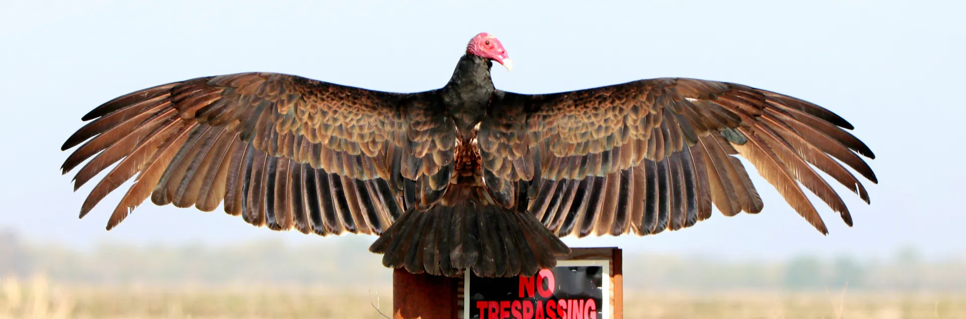 Turkey vulture with spread wings. Santiago Manfrim