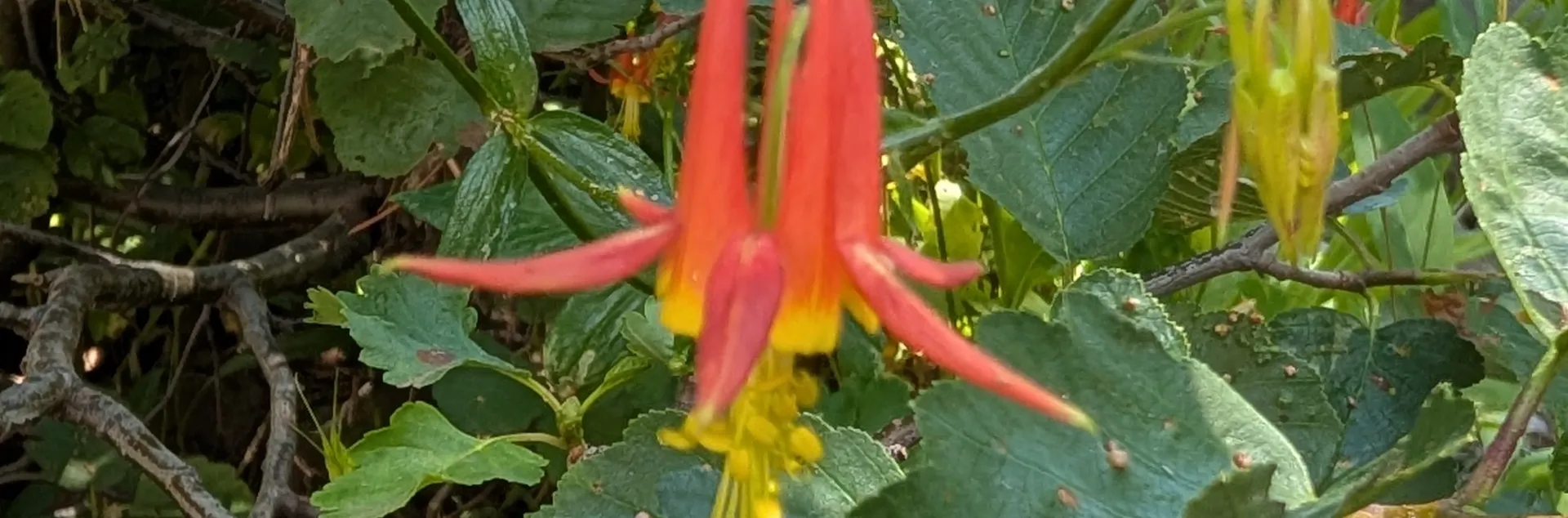 Columbine flower