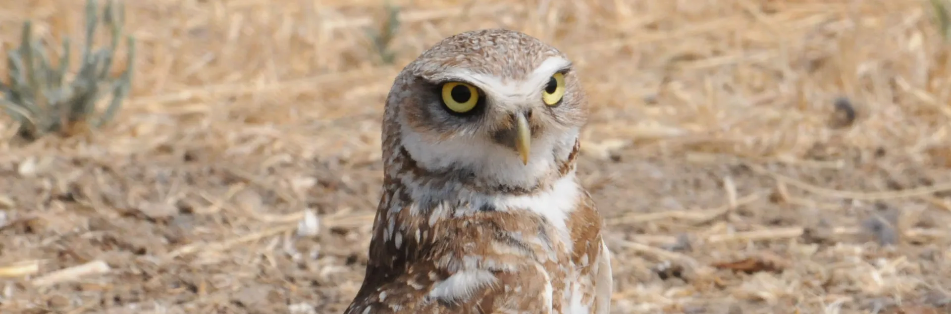 Burrowing owl. UC Davis