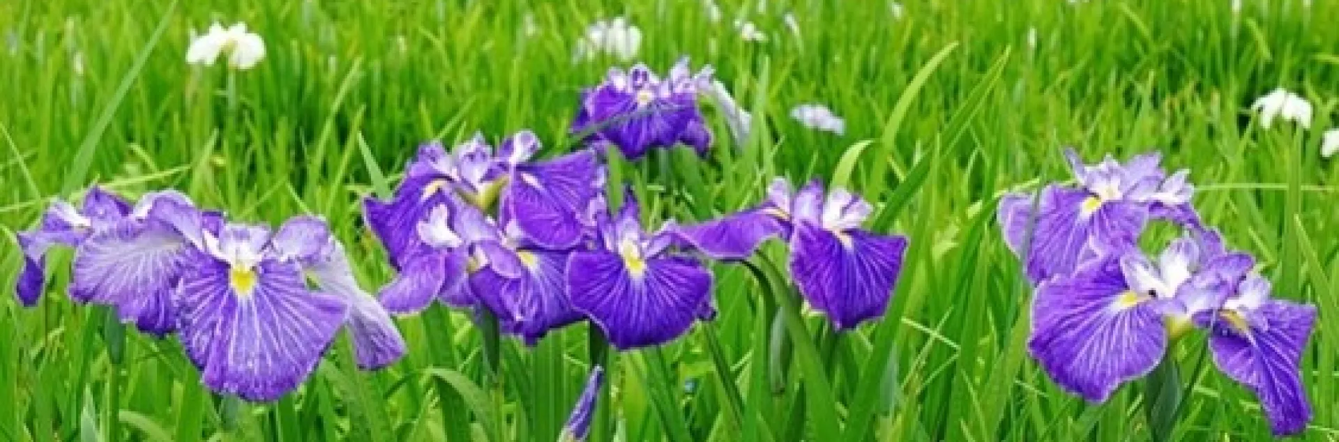 A field of blooming iris