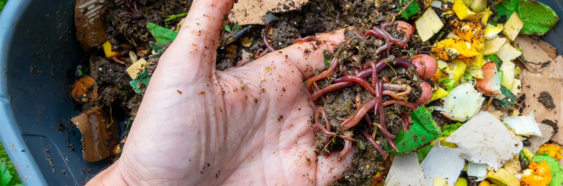Banner Vermicomposting with red wiggler worms - photo UC ANR