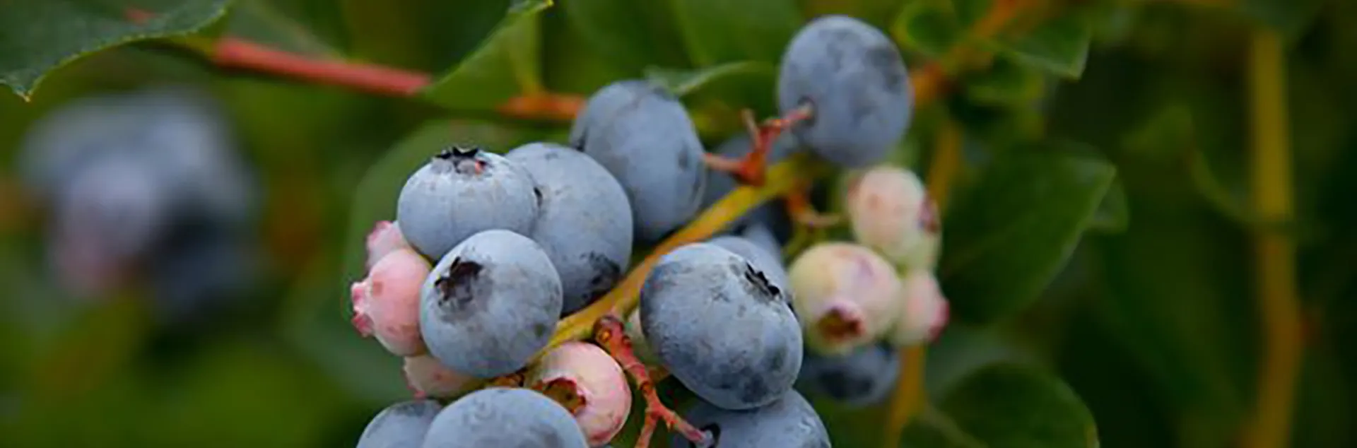Banner image Blueberries, Photo Pexels-Mark Stebnicki