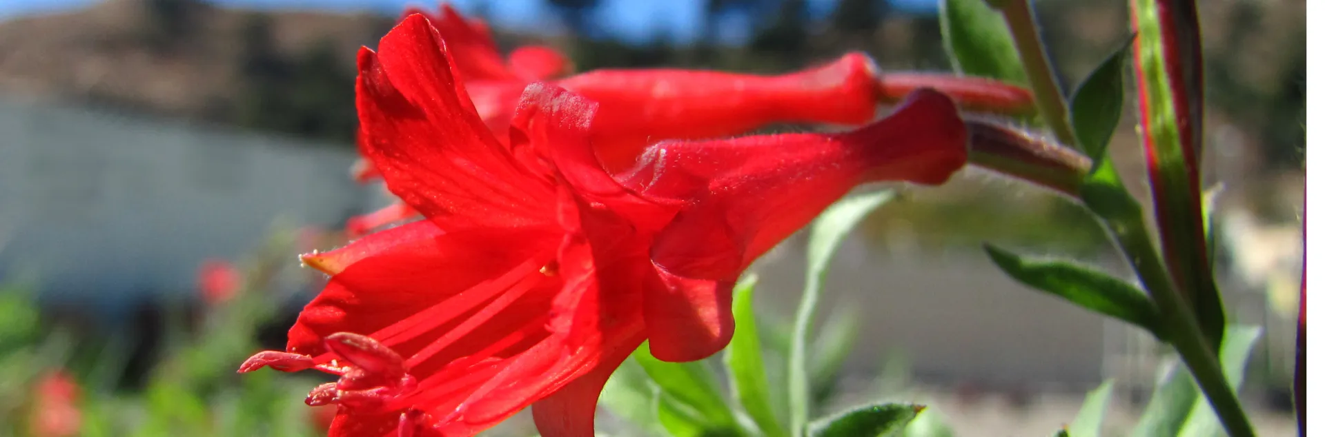 CA Native plant fuschia