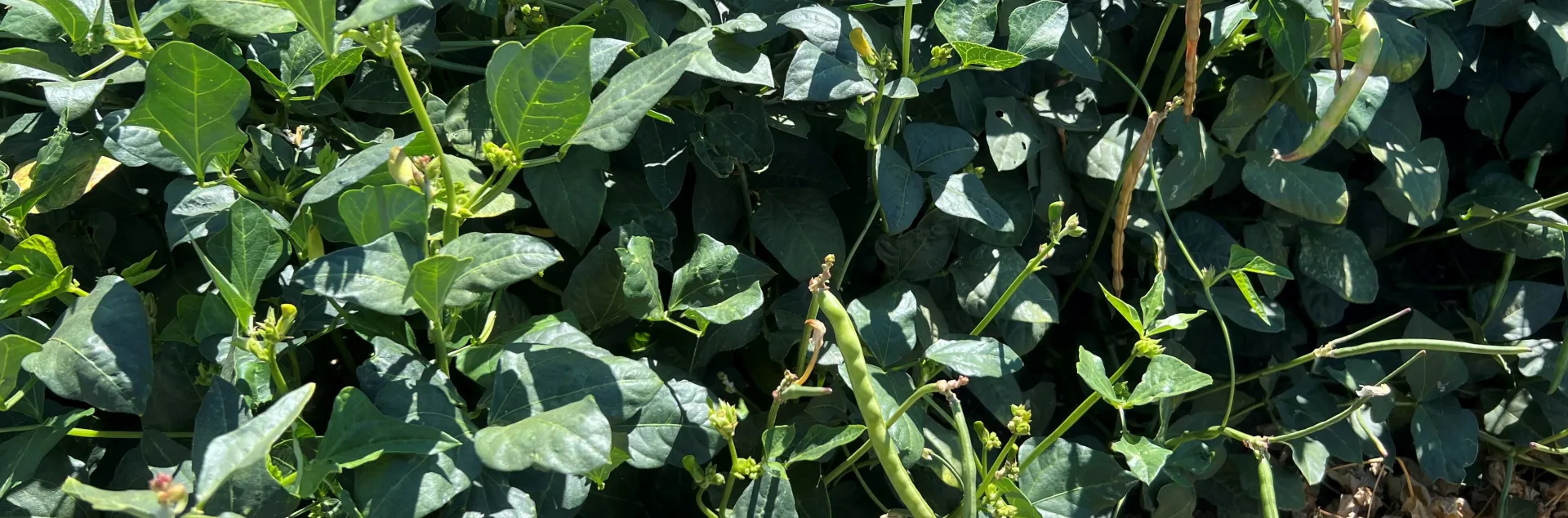 Blackeye bean plant with pods