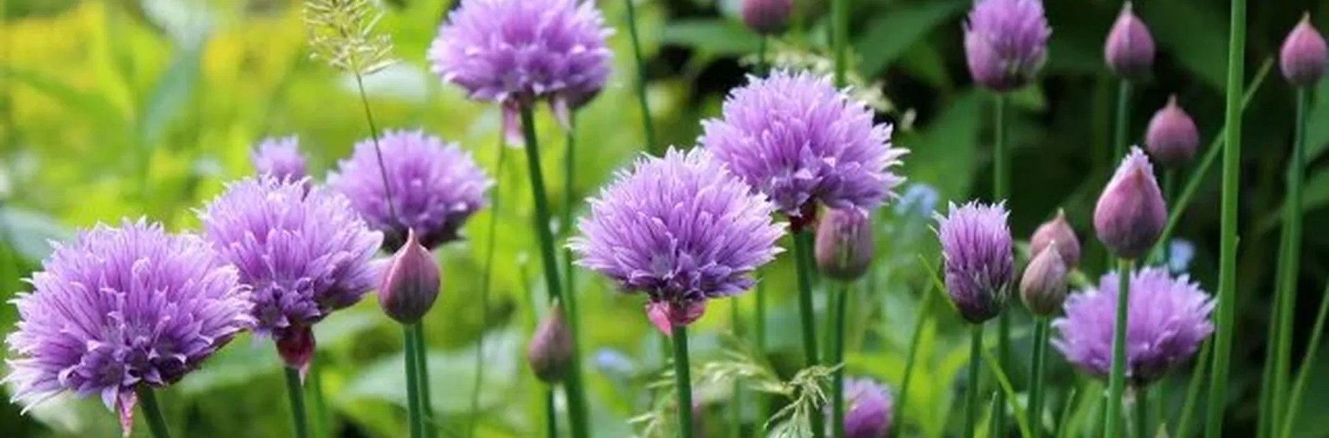 Chives have edible stalks and flowers