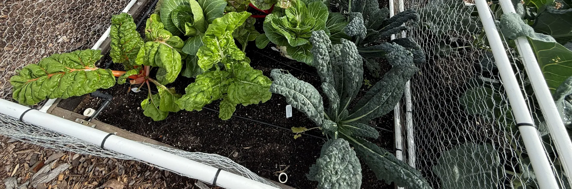 Kale and bok chop plants growing in a raised bed with chicken-wire fencing to protect them from rabbits
