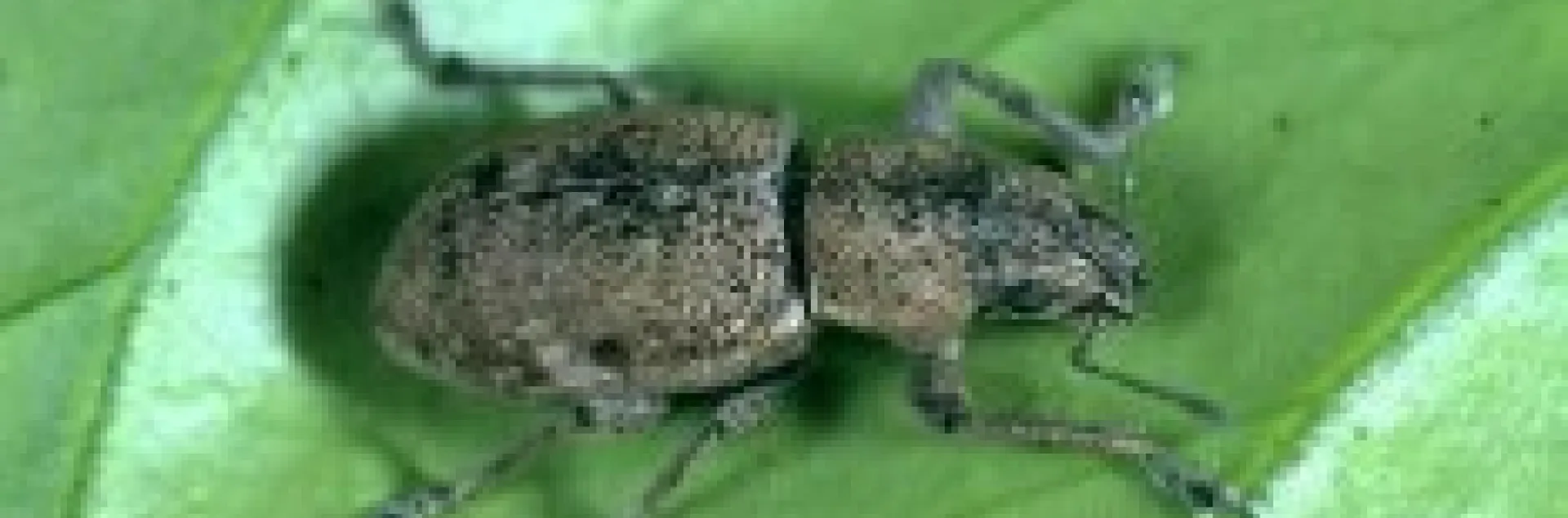 Fuller rose beetle adult on citrus leaf