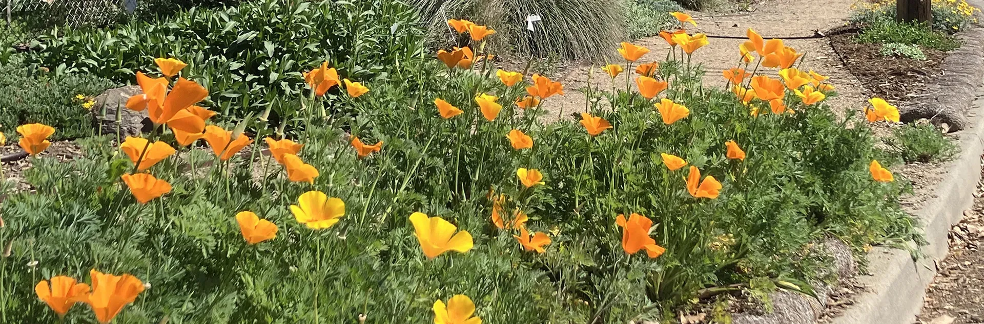 Gehringer Banner image - poppies - Photo Phil Quinlan