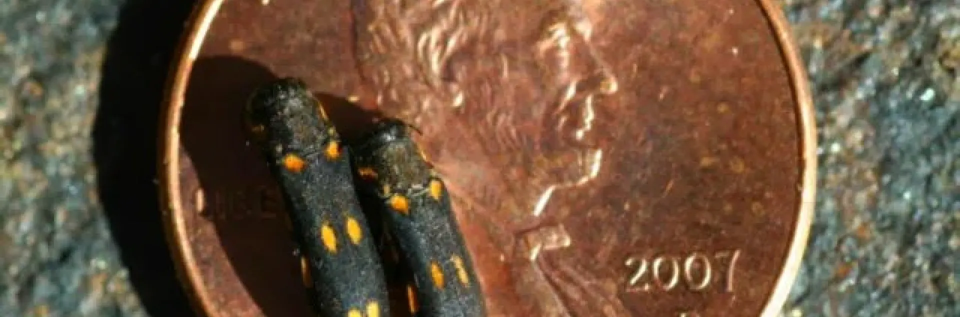 goldspotted oak borer on a penny for size reference (black beetle with 3-4 yellow dots along its back)