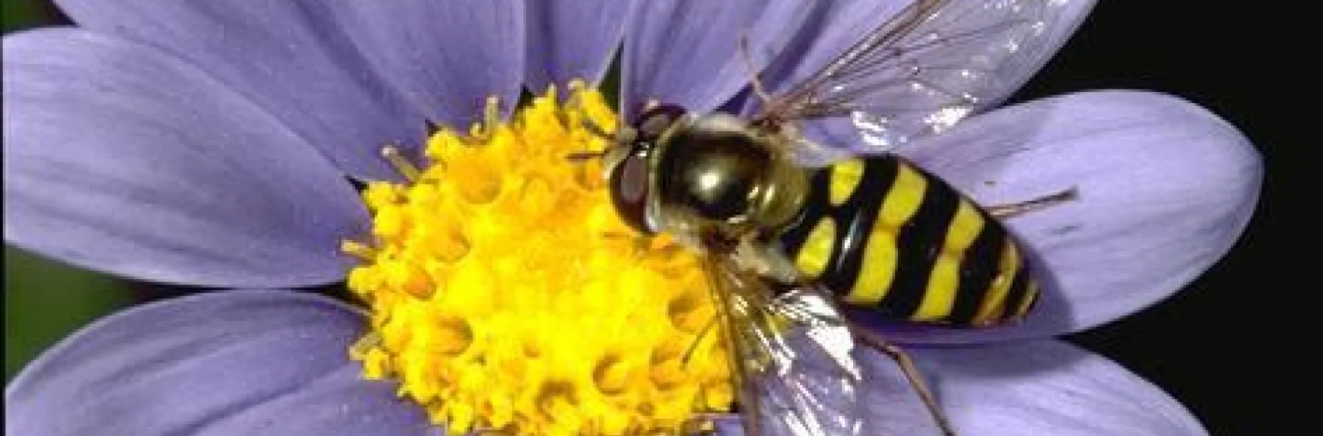 Hoverfly on purple flower