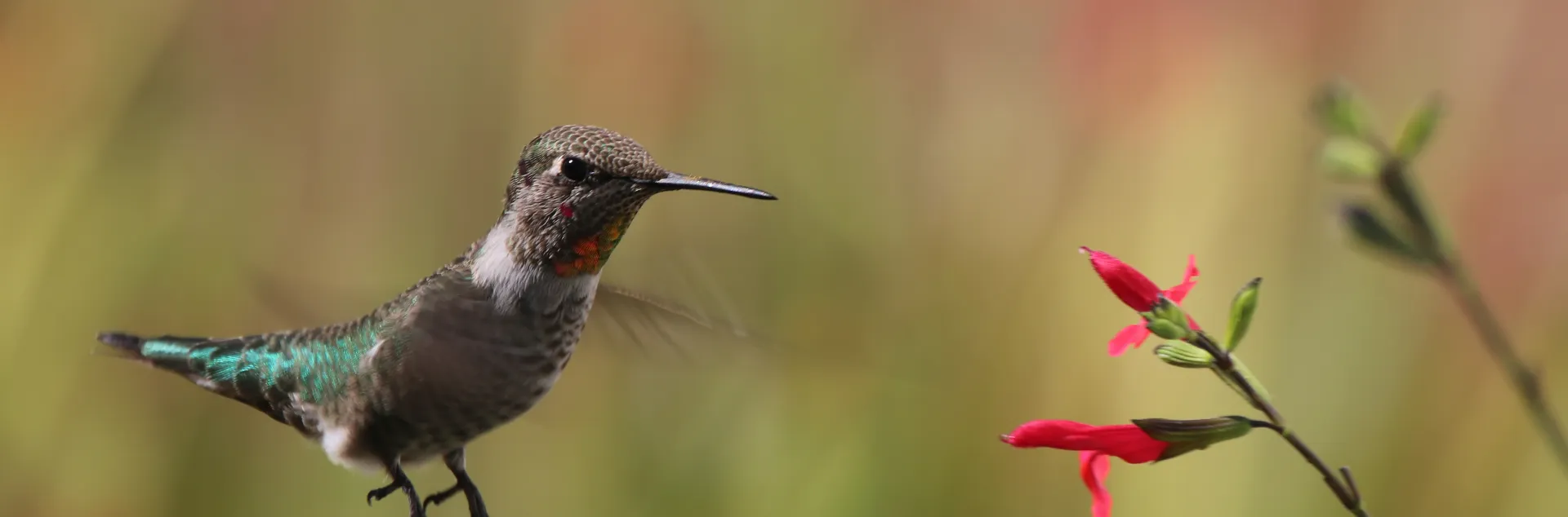 Hummingbird hovering at red salvia flower