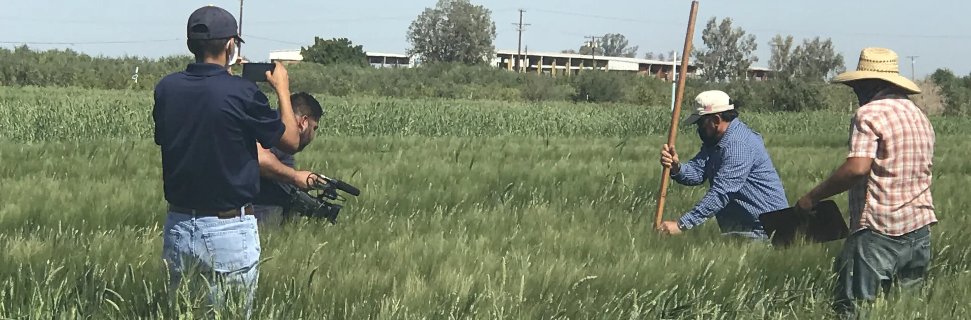 Cuatro personas trabajando en medio de una cosecha de arroz.