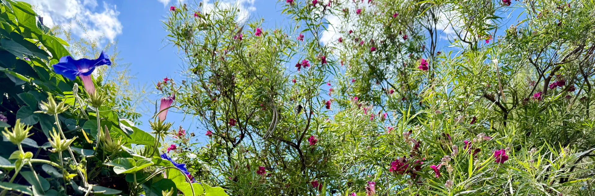 Desert willow and blue sky