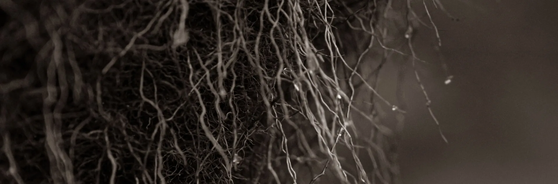 Mycorrhizae fungi, Photo of fine plant roots tangled. together indicating interconnections 