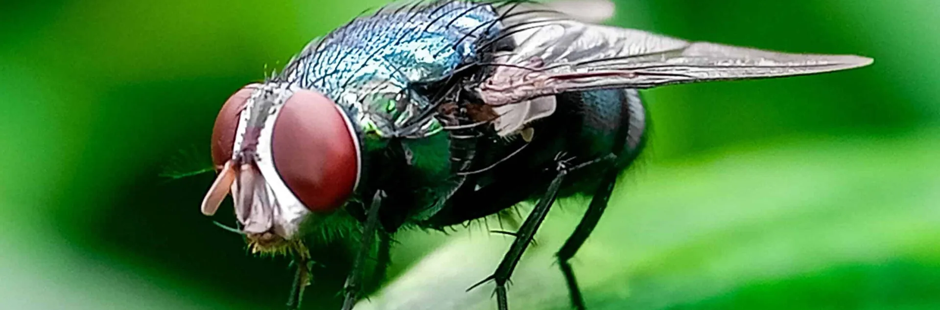 New World Screwworm fly
