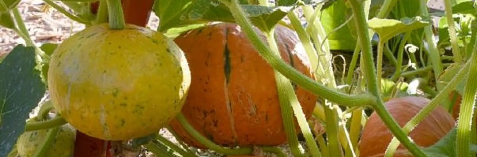 Pumpkins, ready to harvest