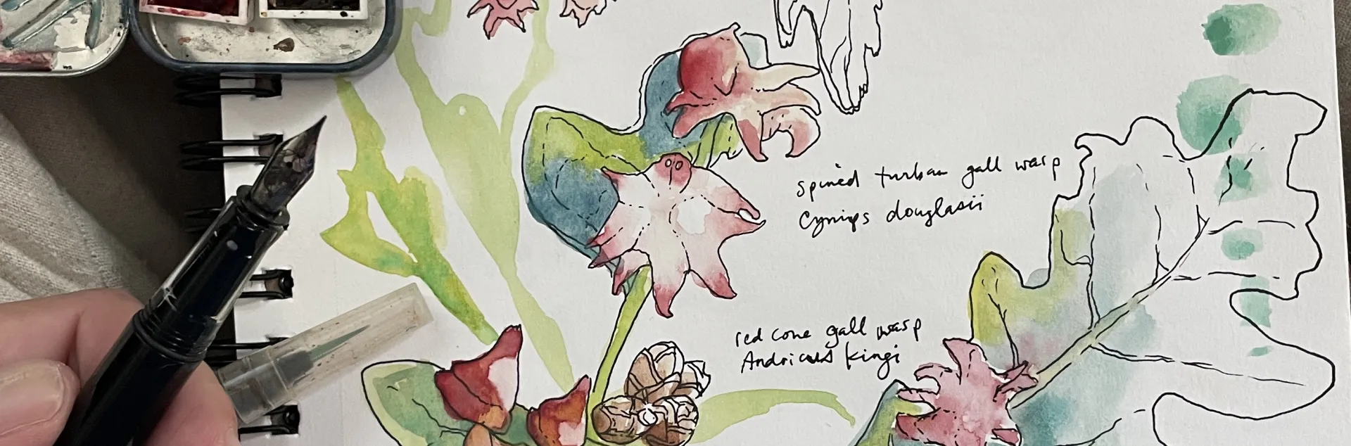 The nature journal of Robin Lee Carlson showing watercolor painting of oak woodland galls in bright red over green oak leaves.