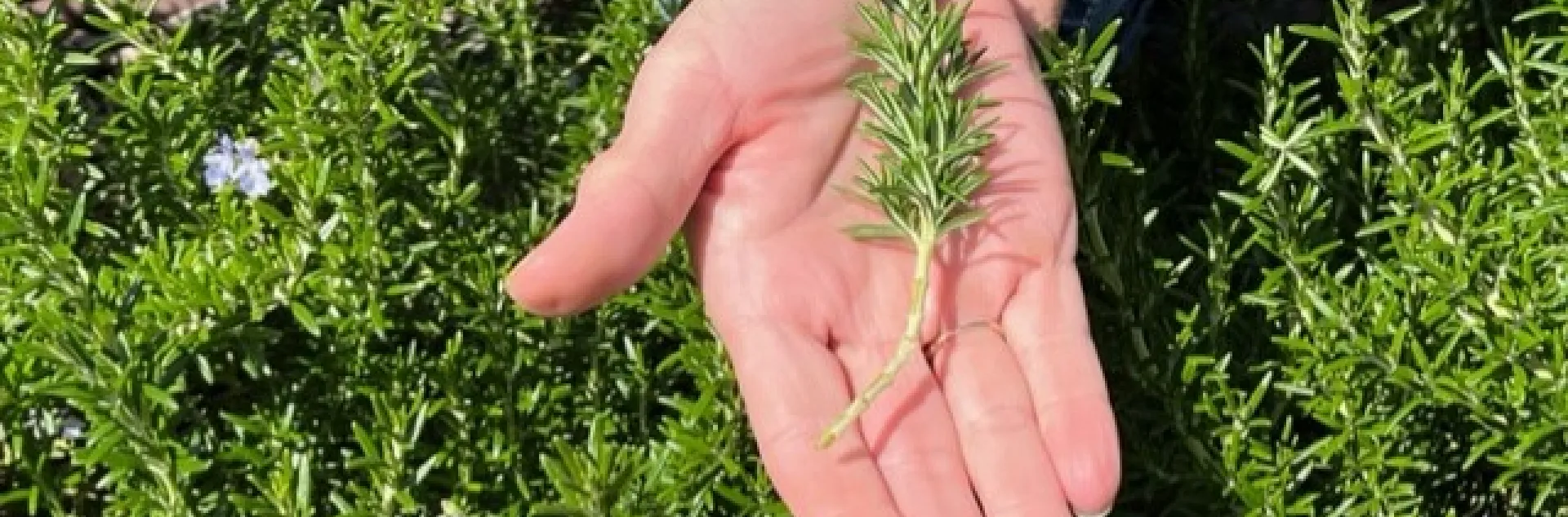 A hand holding a rosemary cutting