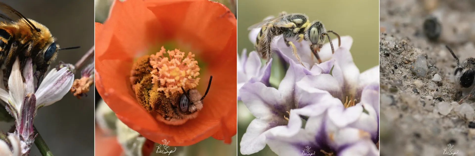 Native bee images on Istagram by Krystle Hickman, author of "ABC's of California's Native Bees"