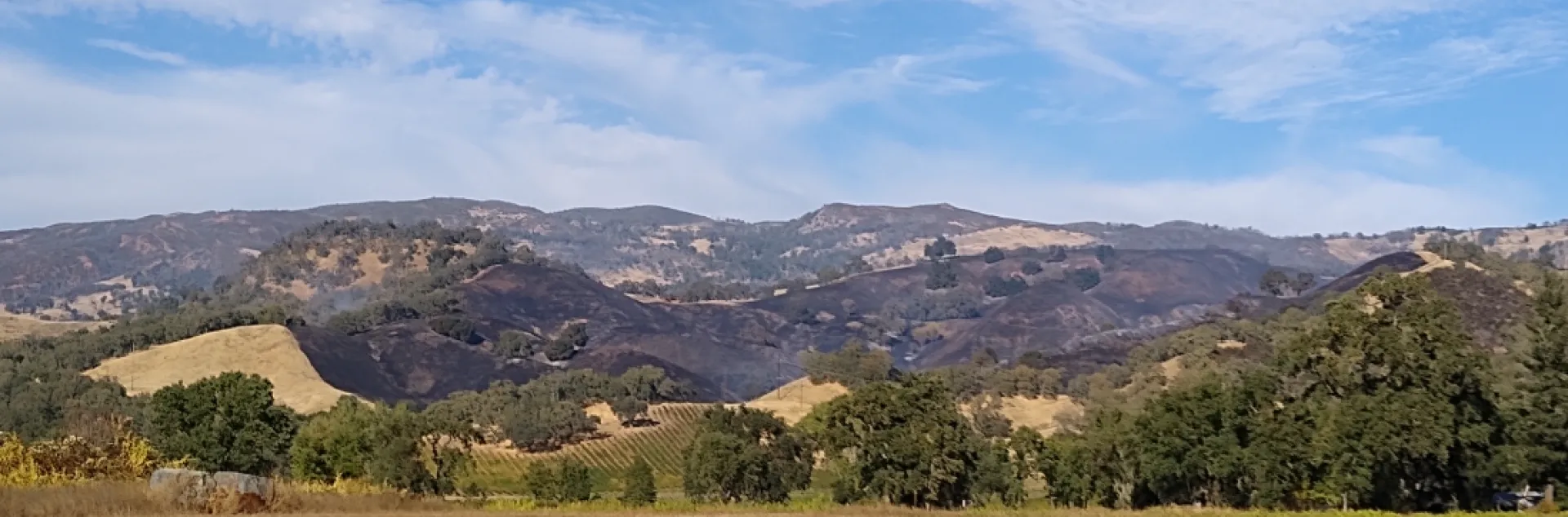 Burned hillside in grass and oakwoodland.