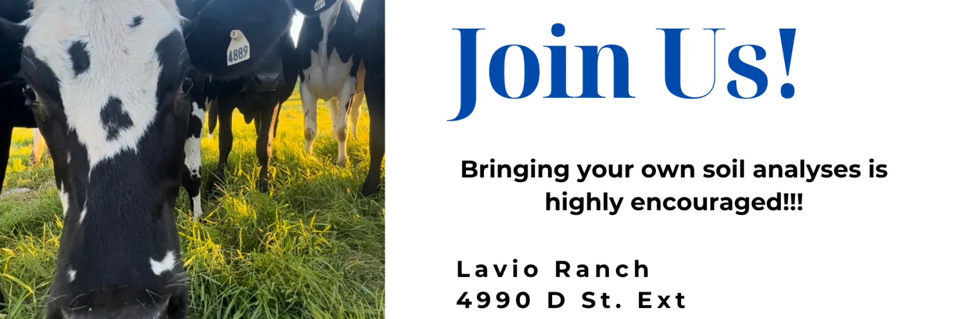 Imagine of a dairy cow on pasture with text that says Join Us! Bringing your own soil analyses is highly encouraged!!! July 8th, 2026 9:30am - 12pm. Lavio Ranch 4990 D St. Ext Petaluma, CA