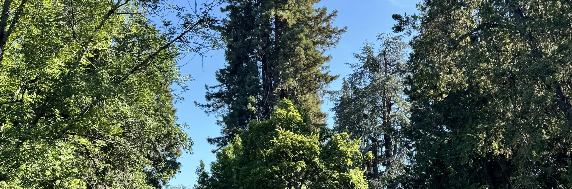 Trees in Fueller Park