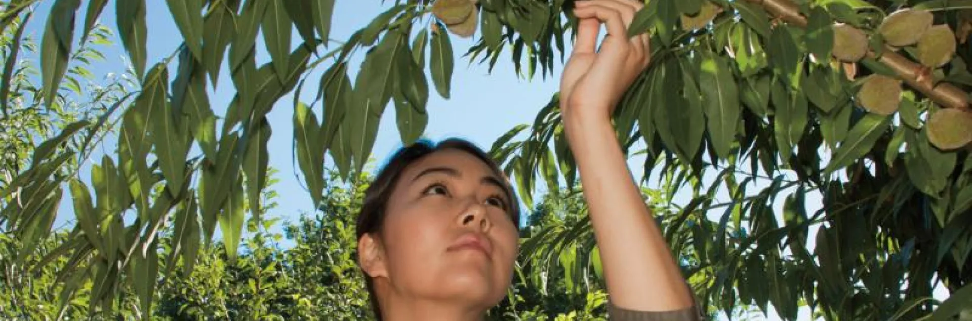 Woman inspecting plant for damage or disease