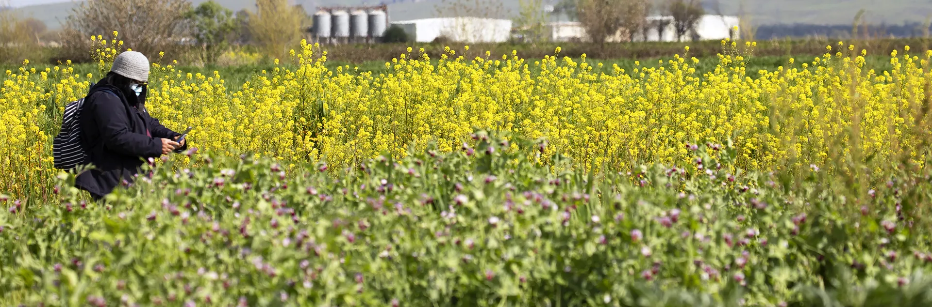 A person crouches on the left side of the field taking photos of the yellow wild mustard cover crop