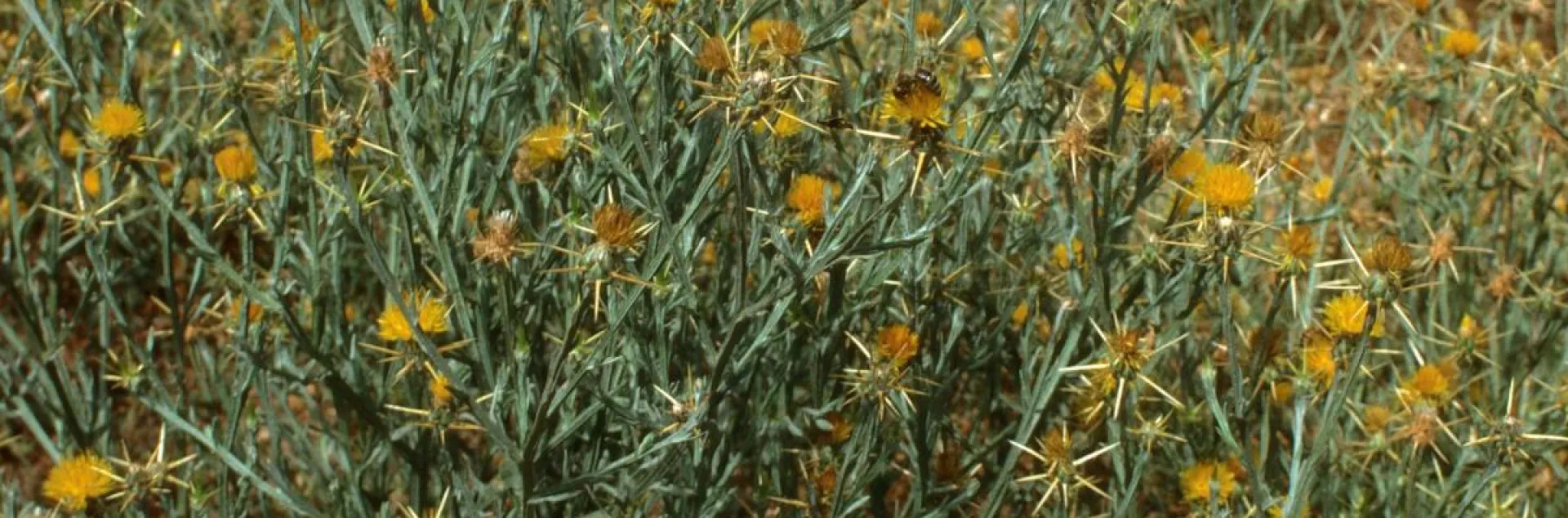 Yellow flowers with thorns