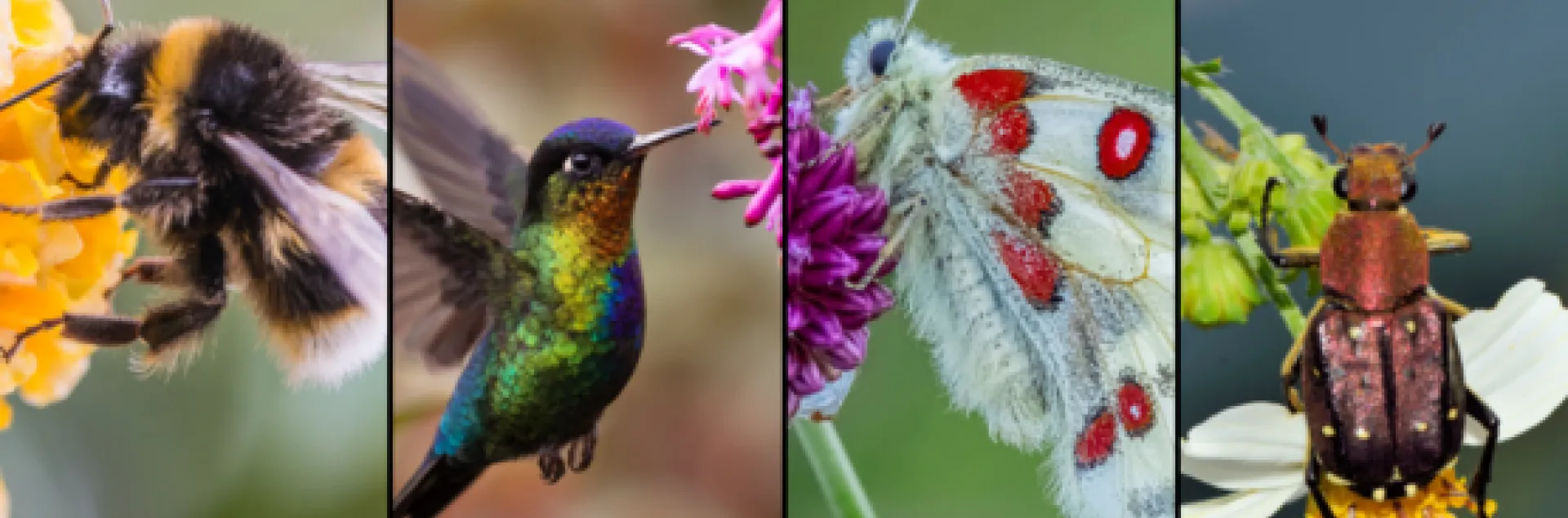 a bee, hummingbird, moth, and beetle pollinating flowers