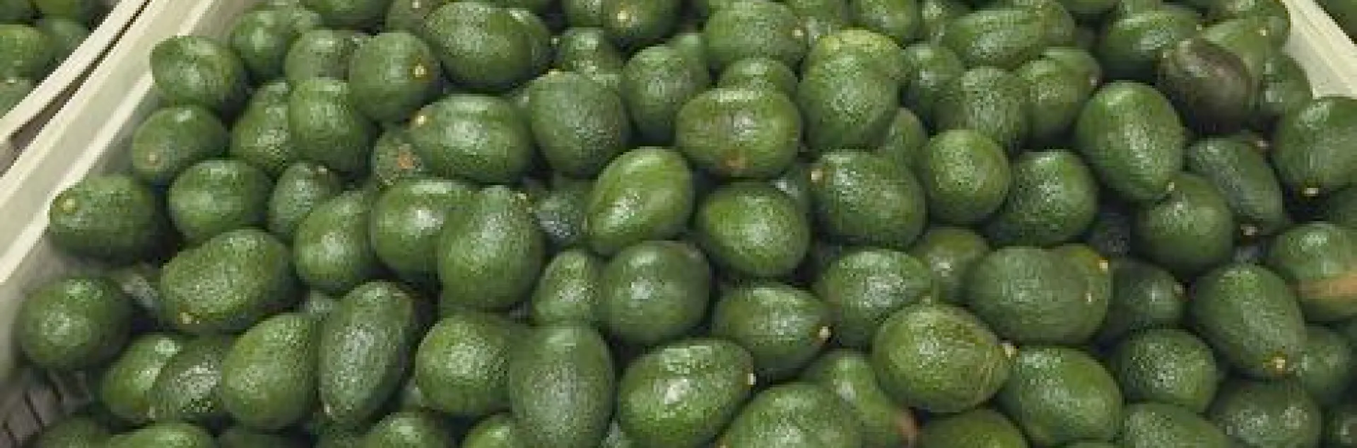avocado bin