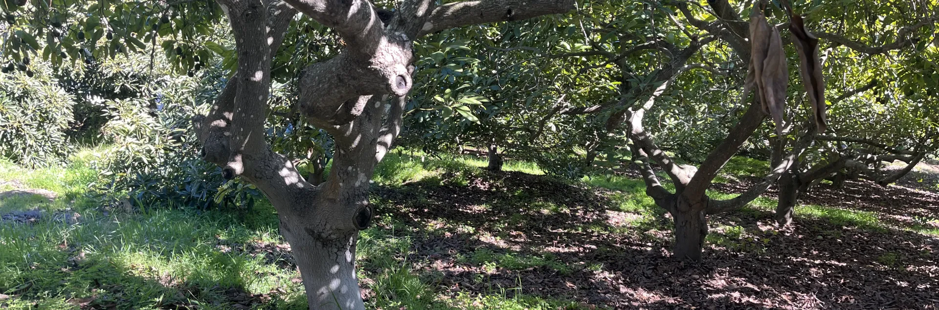 overgrown avocado
