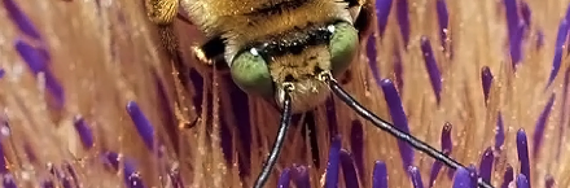 The eyes of a native bee, Svastra obliqua expurgata, on a flowering artichoke.