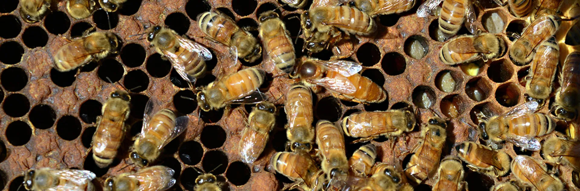 Queen bee and worker bees in a hive.