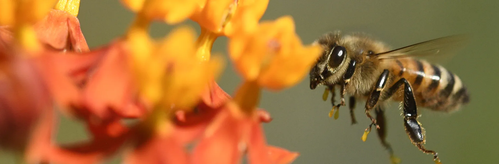 A honey bee heading toward a tropical milkweed.