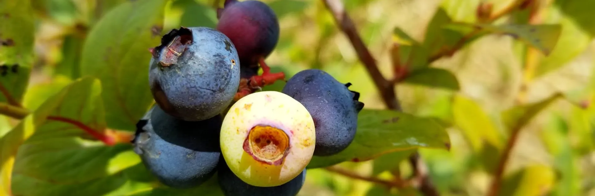 blueberries on a bush