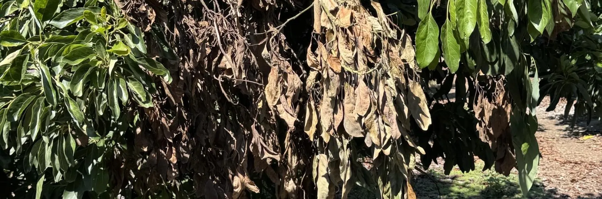 blight